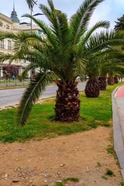 Pigme hurma ağaçları (Phoenix roebelenii) Batum şehir parkında, Gürcistan