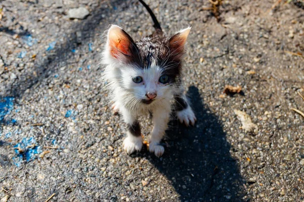 Gatinho Triste Perdido Molhado Uma Rua Depois Uma Chuva Conceito — Fotografia de Stock