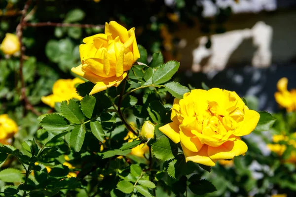 Schöner Strauch Gelber Rosen Garten — Stockfoto