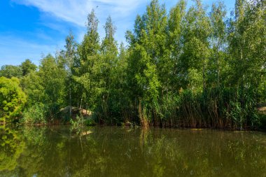Yazın yeşil huş ağacında küçük sakin bir göl