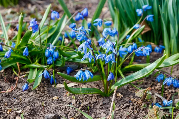 Синие Циллы Scilla Siberica Сибирский Сквилль Первые Весенние Цветы — стоковое фото