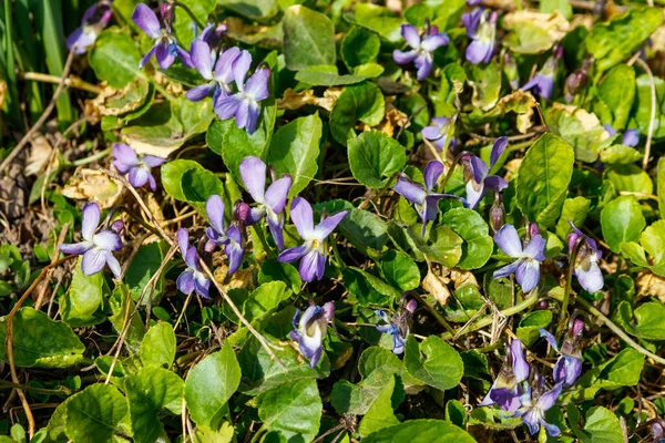 Wilde Viooltjes Viola Odorata Sweet Violet English Violet Common Violet — Stockfoto