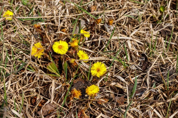 Fiore Coltsfoot Tussilago Farfara Sul Prato — Foto Stock