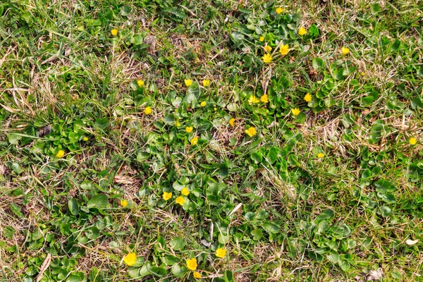 Gula Smörbägare Ängen — Stockfoto