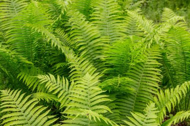 Ormanda yeşil eğrelti otları