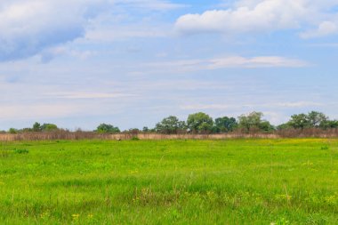 Yeşil çayır, gökyüzü ve ağaçlarla kaplı bahar manzarası