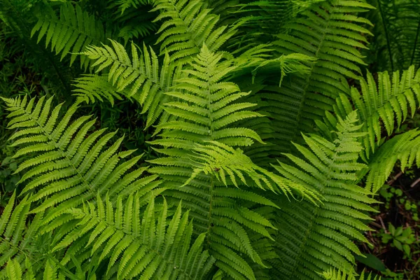 Samambaia Verde Uma Floresta — Fotografia de Stock