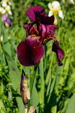 Bahçedeki çiçek tarhında güzel bir iris çiçeği