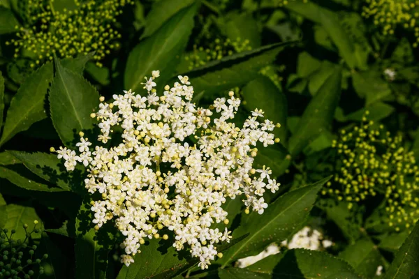 Biały Kwiat Starszy Sambucus Nigra — Zdjęcie stockowe