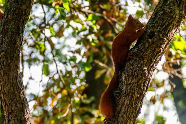 Esquilo Vermelho Esquilo Vermelho Eurasiano Sciurus Vulgaris Numa Árvore — Fotografia de Stock
