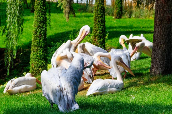Troupeau Grands Pélicans Blancs Pelecanus Onocrotalus Également Connu Sous Nom — Photo