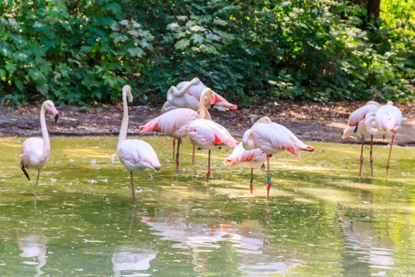 Grand Flamant Rose Phoenicopterus Roseus Est Espèce Répandue Famille Des — Photo