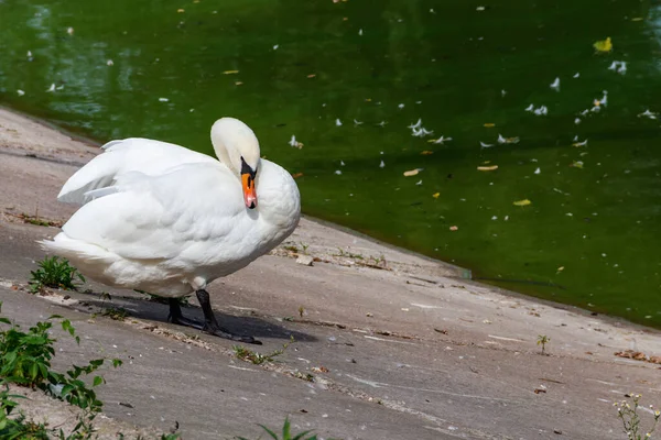 湖畔に立つ白い白鳥 — ストック写真