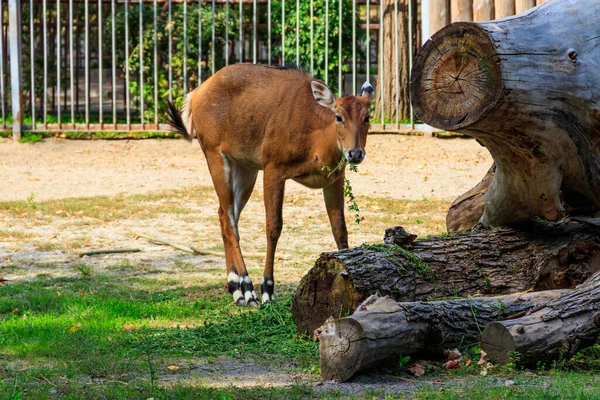 Антилопа Нилгай Голубой Бык Boselaphus Tragocamelus — стоковое фото