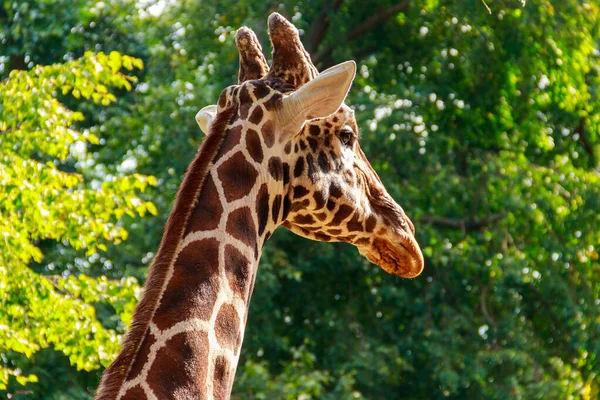 Gros Plan Une Girafe Sur Fond Feuillage Vert — Photo