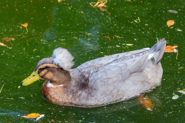 Crested Duck Swimming Lake — Stock Photo, Image