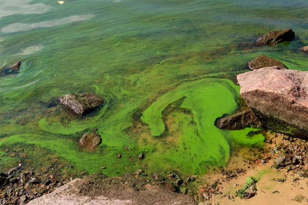 Agua Verde Floreciente Algas Verdes Contaminadas Río — Foto de Stock