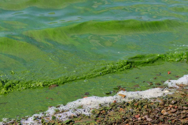 盛开的绿水 绿藻污染了河流 — 图库照片