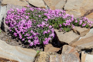 Sürünen phlox (Phlox subulata) veya yosun phlox flowerbed üzerinde