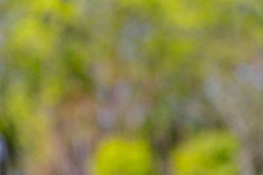 Yeşil doğal bulanık soyut arkaplan