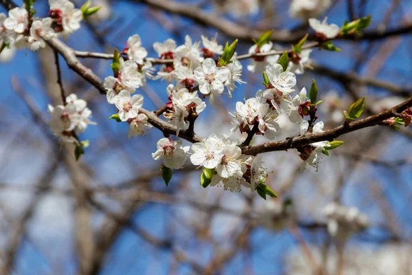 Blossom Apricot Tree Blue Sky — Stock Photo, Image