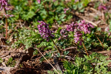 İlkbaharda ormanda mor Corydalis çiçekleri
