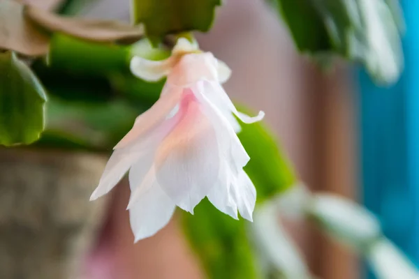 White Pink Blooming Christmas Cactus Schlumbergera Flower Pot — Stock Photo, Image