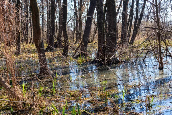 Träsk Skog — Stockfoto