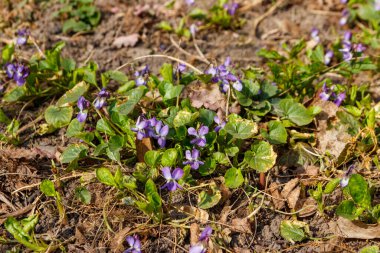 Vahşi menekşeler (Viola odorata, Sweet Violet, English Violet, Common Violet veya Garden Violet) baharda bir çayırda