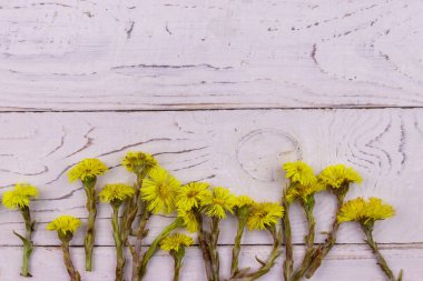 Beyaz ahşap arka planda Coltsfoot (Tussilago farfara) çiçekleri. Üst görünüm, alanı kopyala