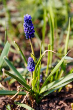 Bahçede mavi üzüm sümbülü (Muscari) çiçeği