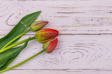 Beyaz ahşap zemin üzerinde kırmızı laleler. Sevgililer Günü, Kadınlar Günü ve Anneler Günü için tebrik kartı. Üst görünüm, alanı kopyala