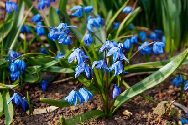 Синие Циллы Scilla Siberica Сибирский Сквилль Первые Весенние Цветы — стоковое фото