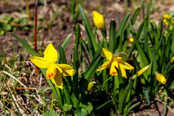 Žluté Narcisy Zahradě Krásné Narcisy Záhonu — Stock fotografie