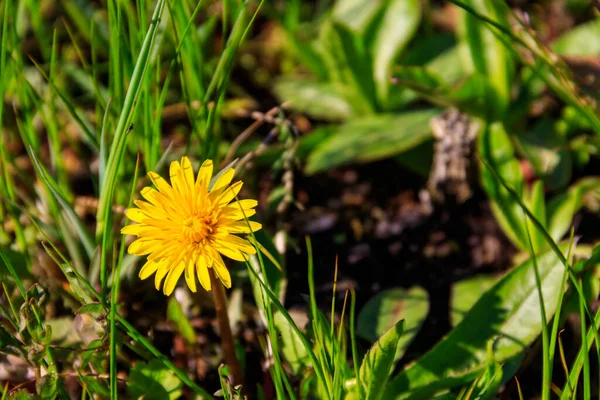 绿色草地上的黄色蒲公英 — 图库照片