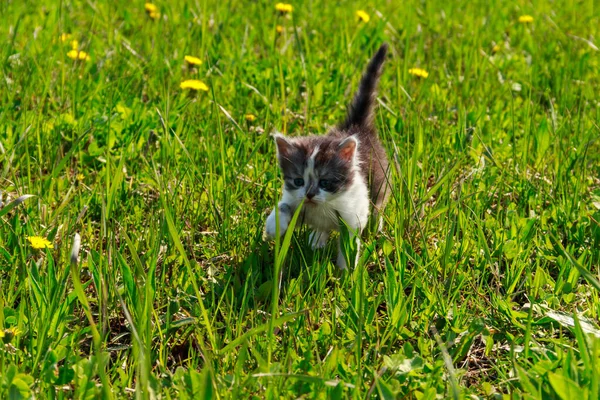 Маленький Кошеня Жовтих Квітках Кульбаби Молодий Кіт Зеленому Лузі — стокове фото