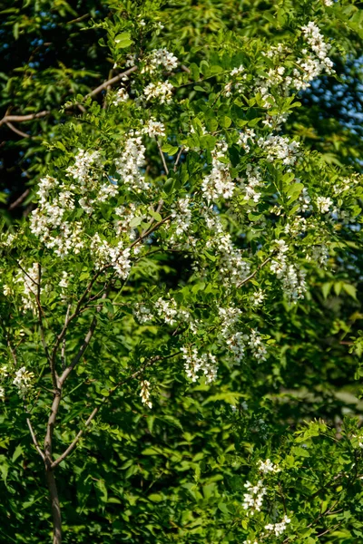 Vit Akacia Blomma Närbild Robinia Pseudoacacia Akacia Träd Blomma — Stockfoto