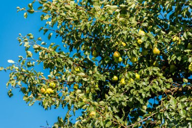 Meyve bahçesinde olgun meyve ile armut ağacı