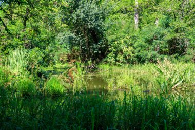 Yaz aylarında yeşil yaprak döken ormanda Bataklık