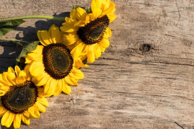 Ahşap arka planda dekoratif ayçiçekleri. Üst görünüm, alanı kopyala