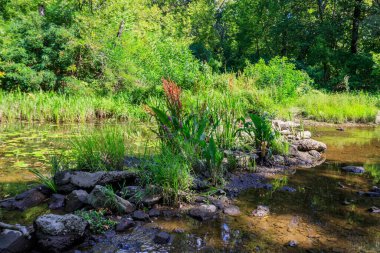 Yazın yeşil ormanda küçük bir nehir.