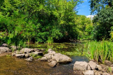 Yazın yeşil ormanda küçük bir nehir.