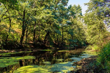 Yazın ormanda küçük bir nehir.
