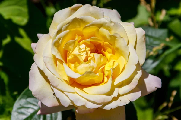 Schöne Gelbe Rose Auf Dem Blumenbeet Garten — Stockfoto
