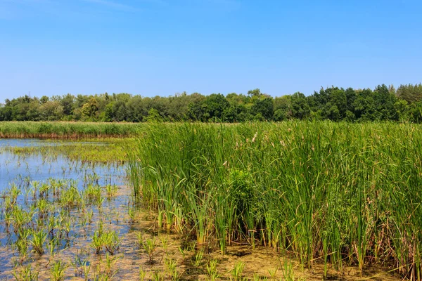 Vista Lago Coberto Com Bulrushes Verão — Fotografia de Stock