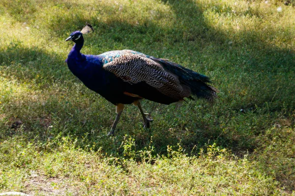 Indiai Peafowl Vagy Kék Peafowl Pavo Cristatus — Stock Fotó