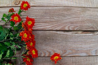 Ahşap arka planda kırmızı krizantemler. Üst görünüm, kopyalama alanı