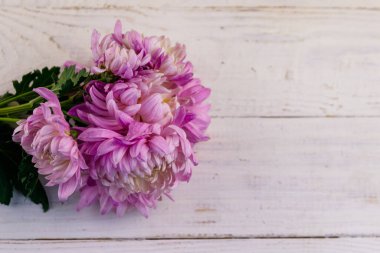 Beyaz ahşap arka planda güzel kasımpatılar. Üst görünüm, alanı kopyala