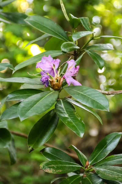 Rhododendron Roxo Florescendo Bonito Jardim — Fotografia de Stock