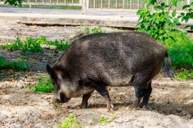 Yaban domuzu (Sus scrofa), ayrıca vahşi domuz, Avrasya yaban domuzu olarak da bilinir.